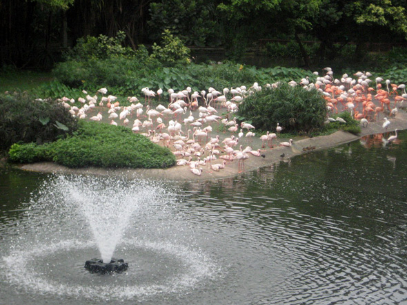 Flamingo Lake at Jurong Bird Park