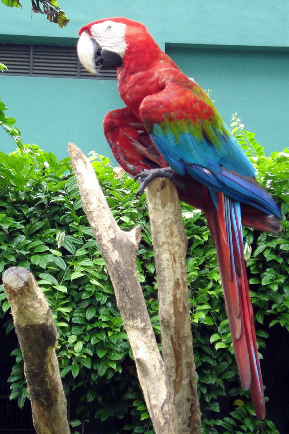 Colorful parrot near the front entrance.