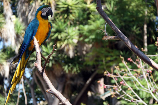 Bird at Santa Barbara Zoo