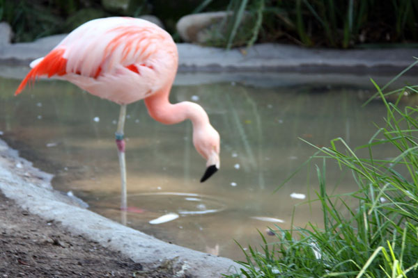 Flamingo at Santa Barbara Zoo