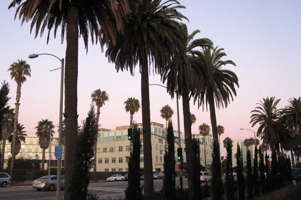 Streets lined with palm trees in Santa Monica