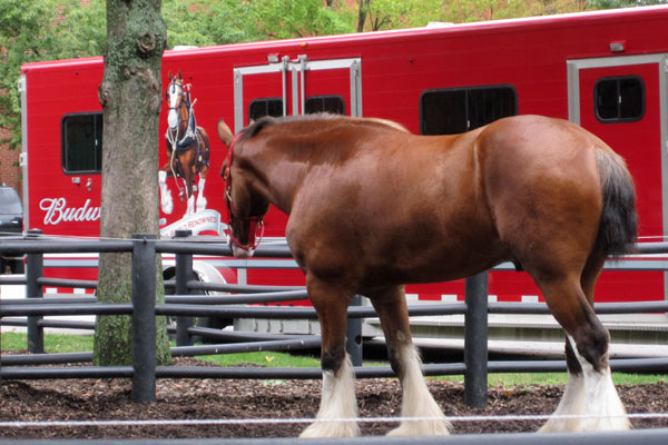One of the Budweiser Clydesdales