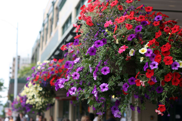 Flowers at Pike Place Market