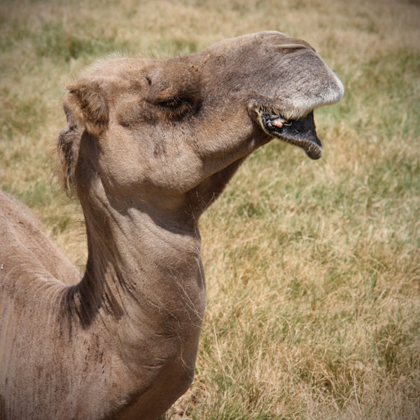 Camel at Werribee Open Range Zoo