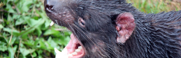 A Tasmanian Devil Feeding Tour