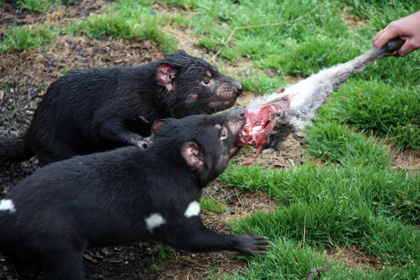Tasmanian Devils eating a Leg of Kangaroo