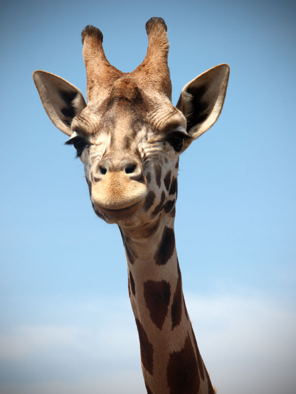 Adorable Giraffe at Werribee Open Range Zoo