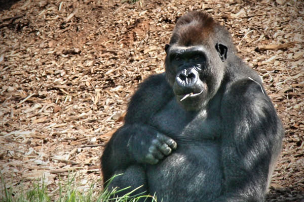 Gorilla at Werribee Open Range Zoo