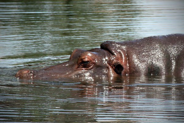 Hippo at Werribee Open Range Zoo