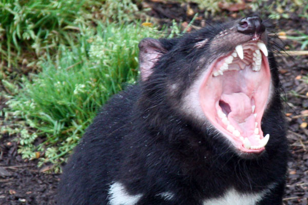 Tasmanian Devil Showing Teeth