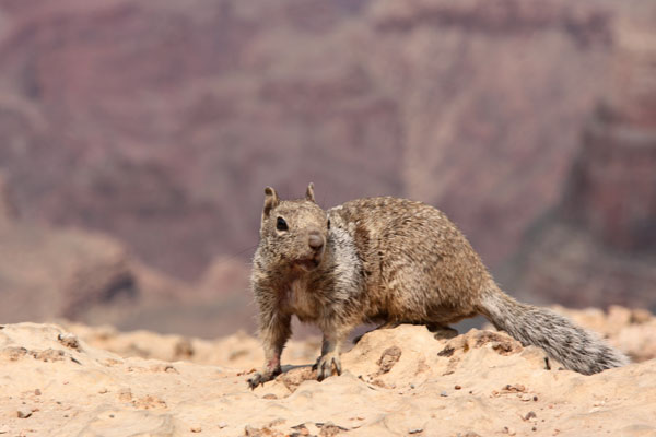 Squirrel at the Grand Canyon