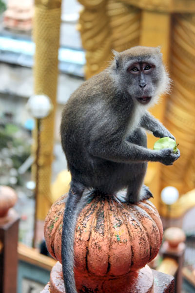 Aggressive Monkey Eating at Batu Caves
