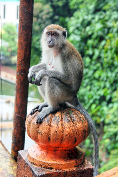Monkey at Batu Caves