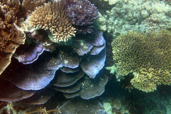 Snorkelling on Hardy Reef - Underwater Shot of Coral