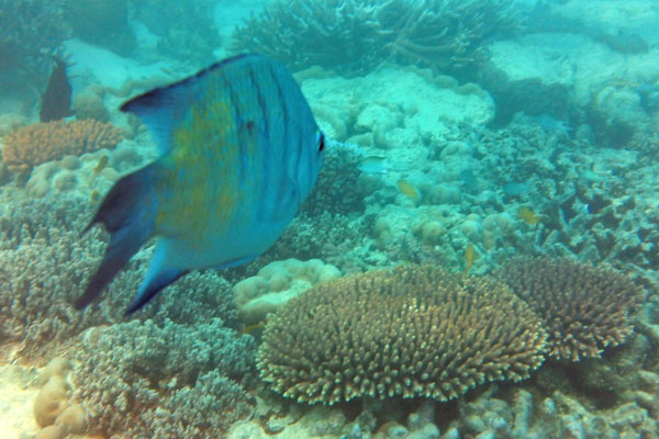 Snorkelling on Hardy Reef - Underwater Shot