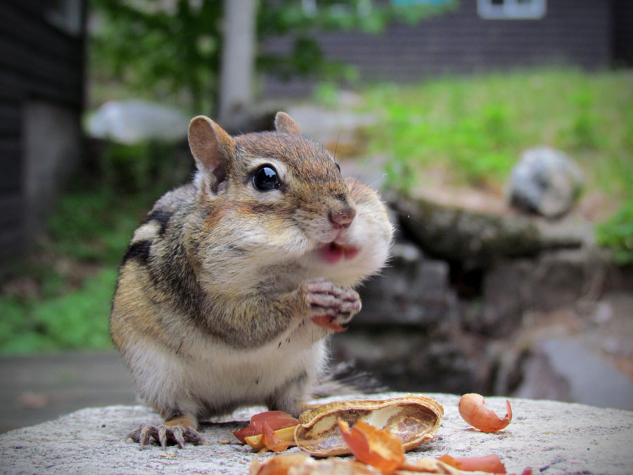 Our favorite Canadian animal, the adorable chipmunk! 