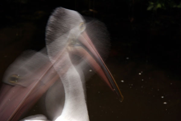 Pelican at Singapore Night Safari