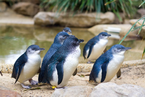 Little Blue Penguins