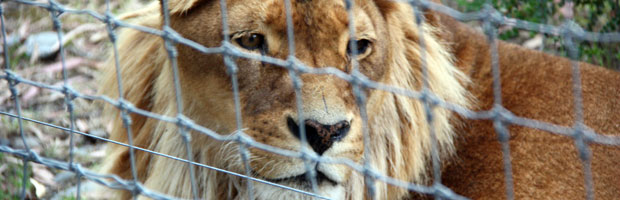 Feeding Lions – Up Close And Personal