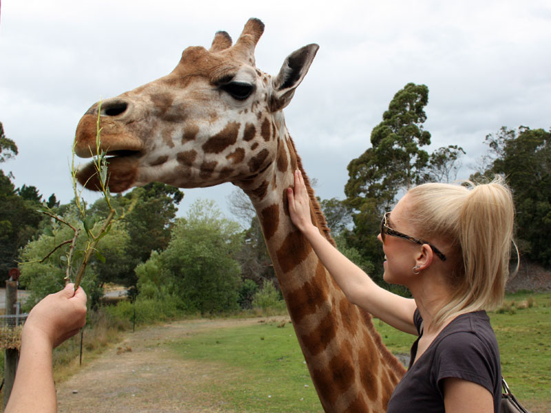 Hand feed a giraffe at Orana!