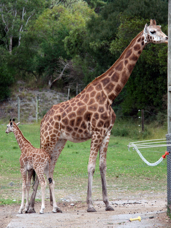 Giraffe Feeding Time