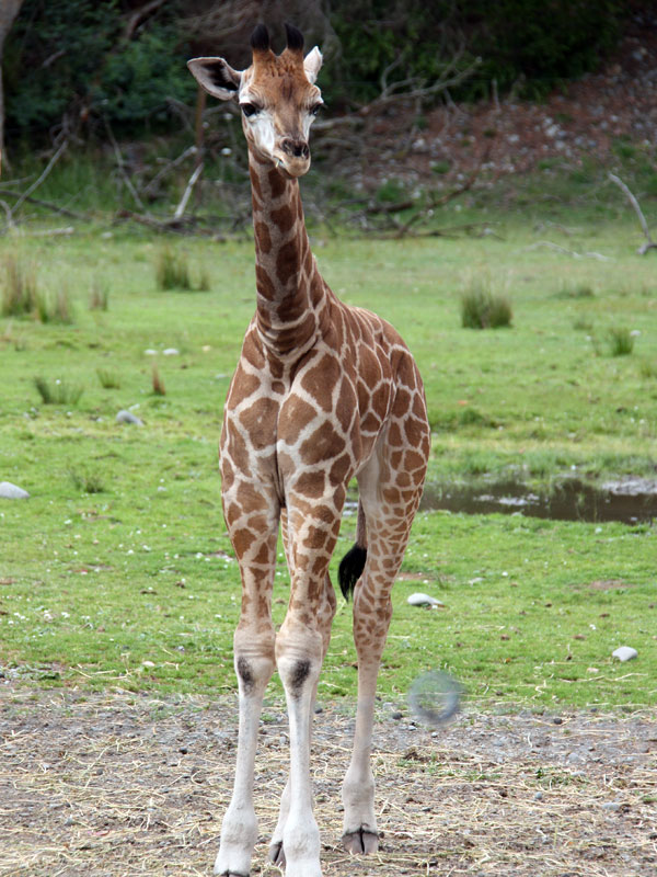 A very photogenic giraffe!
