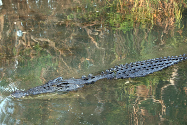Our first crocodile sighting in Kakadu National Park!