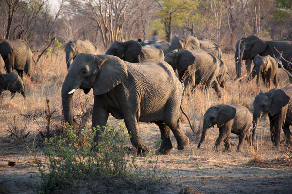 Elephants in Hwange National Park