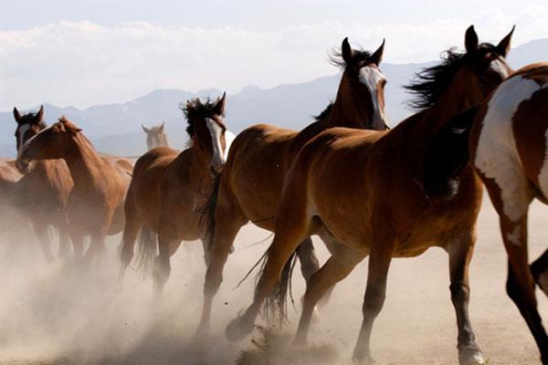 Wild Horses - Stock Photo